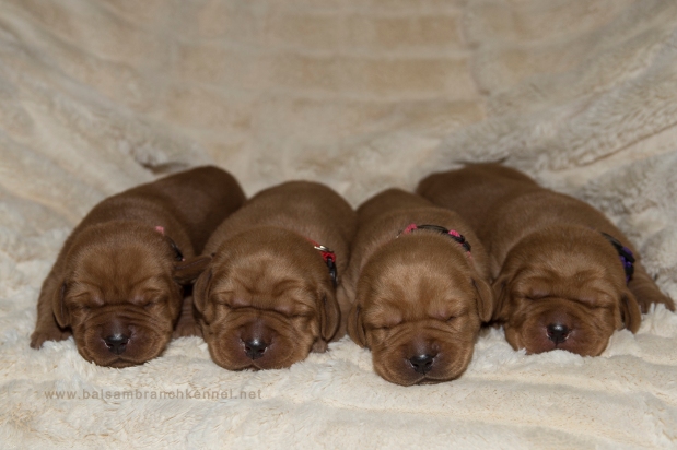 BBK Fox Red Lab Puppies For Sale TO 10D FM