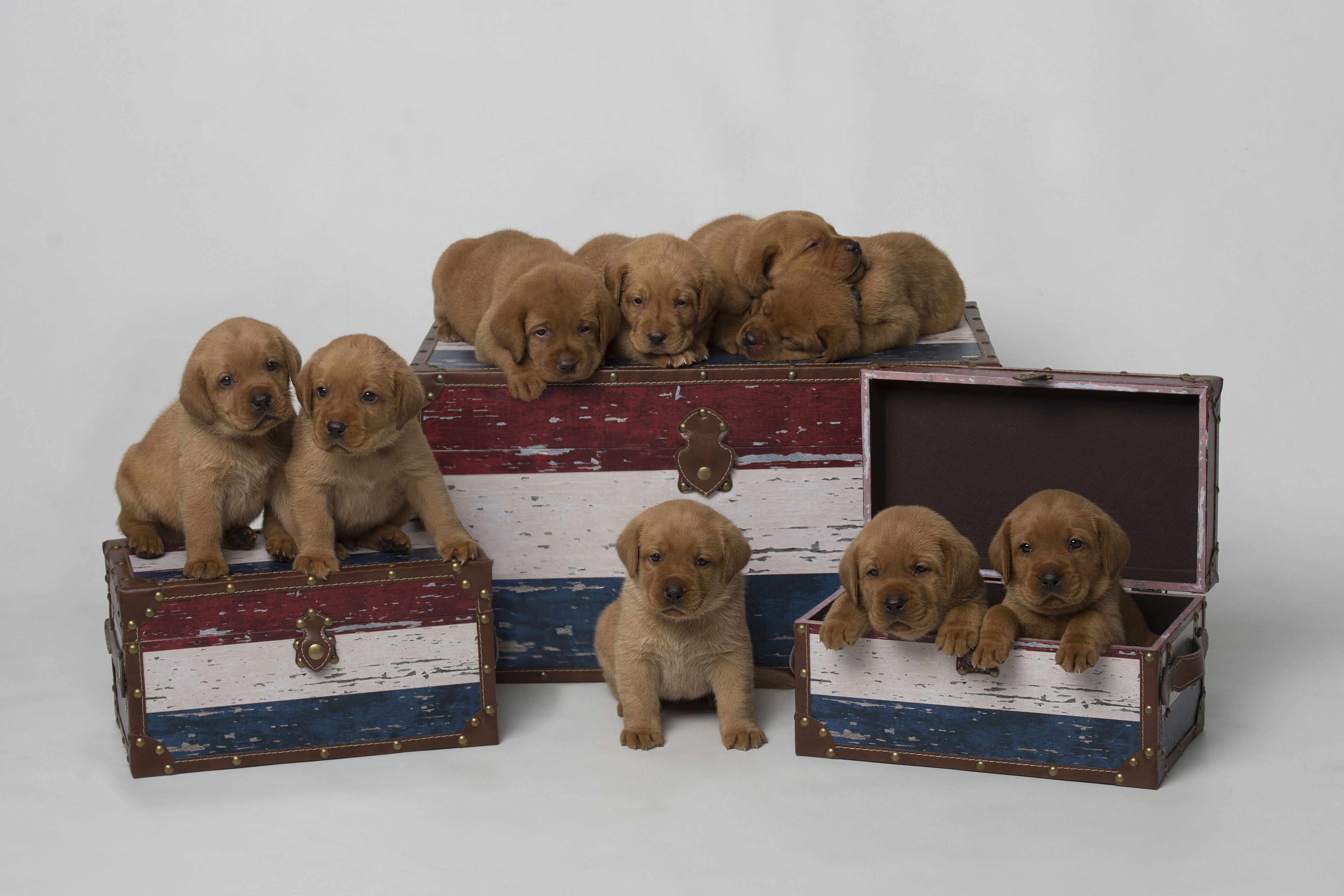 Balsam Branch Kennel Fox Red Lab Puppies For Sale Located In Balsam Lake Wisconsin