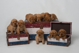 BBK Fox Red Lab Puppies For Sale 4wk