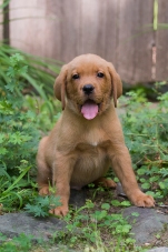 BBK Fox Red Lab Puppies For Sale red