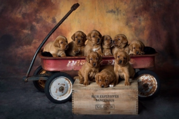 Fox Red Lab Puppies For Sale Balsam Branch Kennel Four Weeks Old (7)