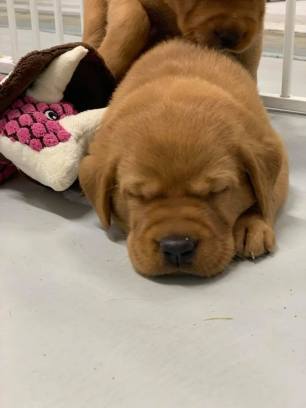 Fox Red Lab Puppies For Sale Balsam Branch Kennel Kimber and Blue