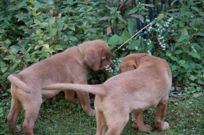 Balsam Branch Kennel Fox Red Lab Puppies for Sale-8