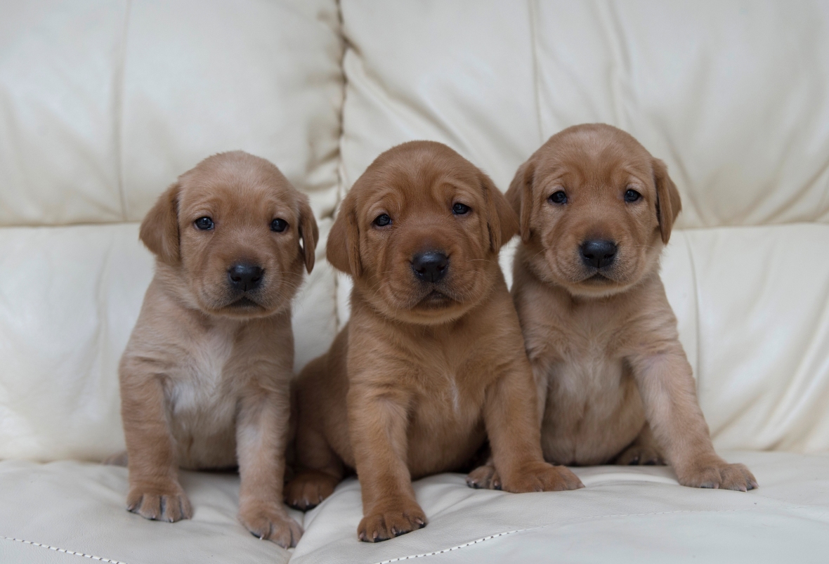 Fox Red Lab Puppies for Sale WI - Balsam Branch Kennel
