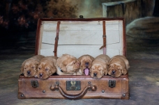 Fox Red Lab Puppies for Sale WI-2