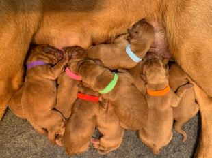 Fox Red Lab Puppies for Sale WI1