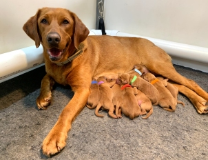 Fox Red Lab Puppies for Sale WI4