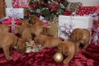Fox Red Lab Puppies for Sale WI-3