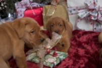 Fox Red Lab Puppies for Sale WI-4