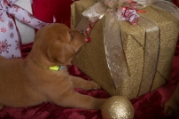 Fox Red Lab Puppies for Sale WI-4