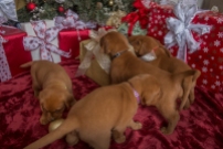 Fox Red Lab Puppies for Sale WI-5