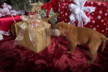 Fox Red Lab Puppies for Sale WI-6
