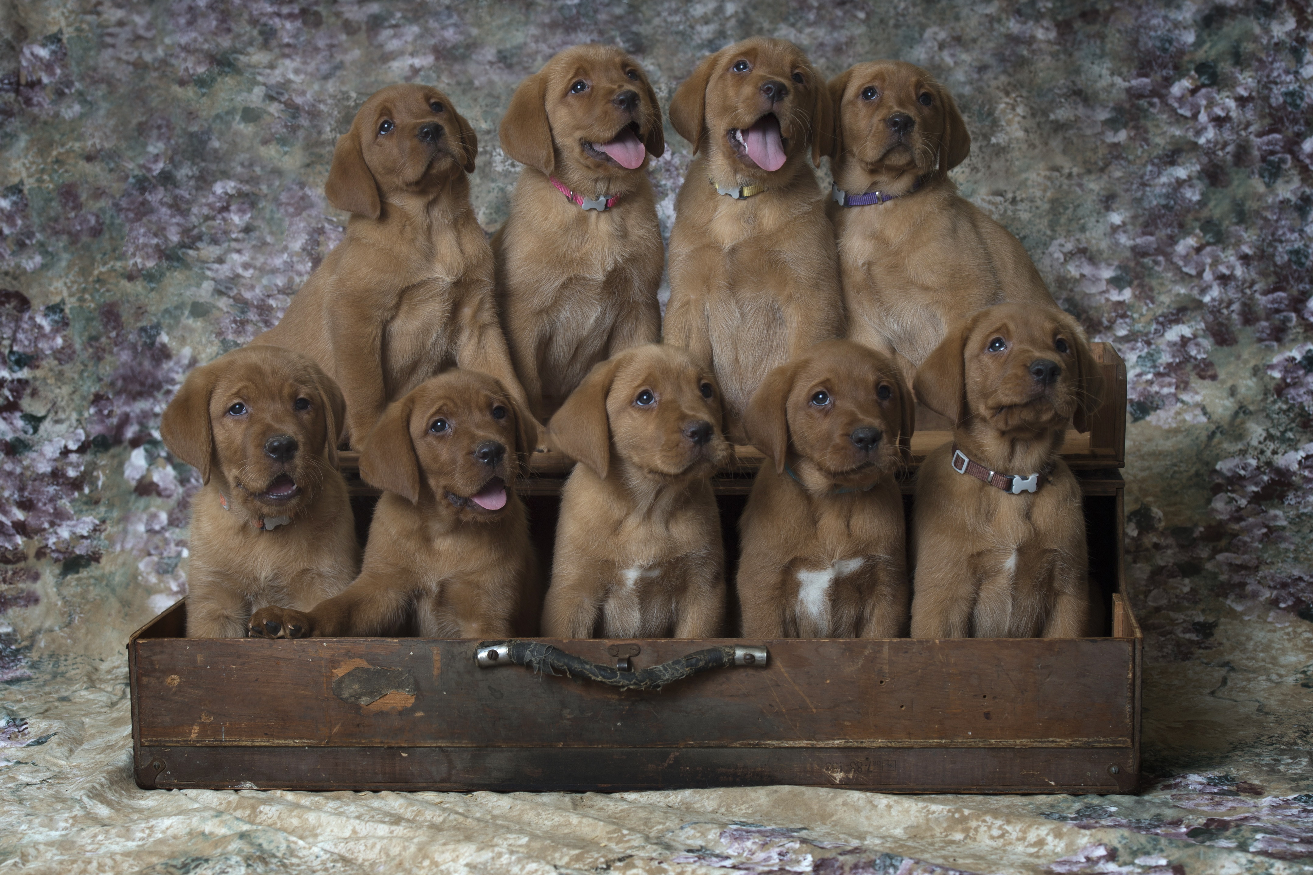Fox Red Lab Puppies for Sale WI-7wk